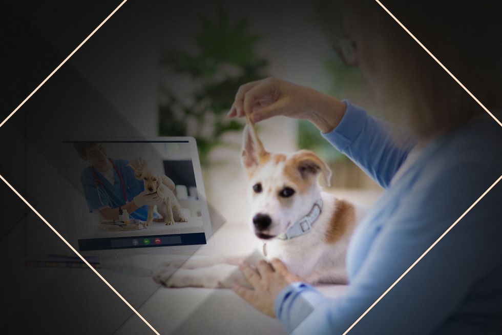 vet consultation app development with telehealth