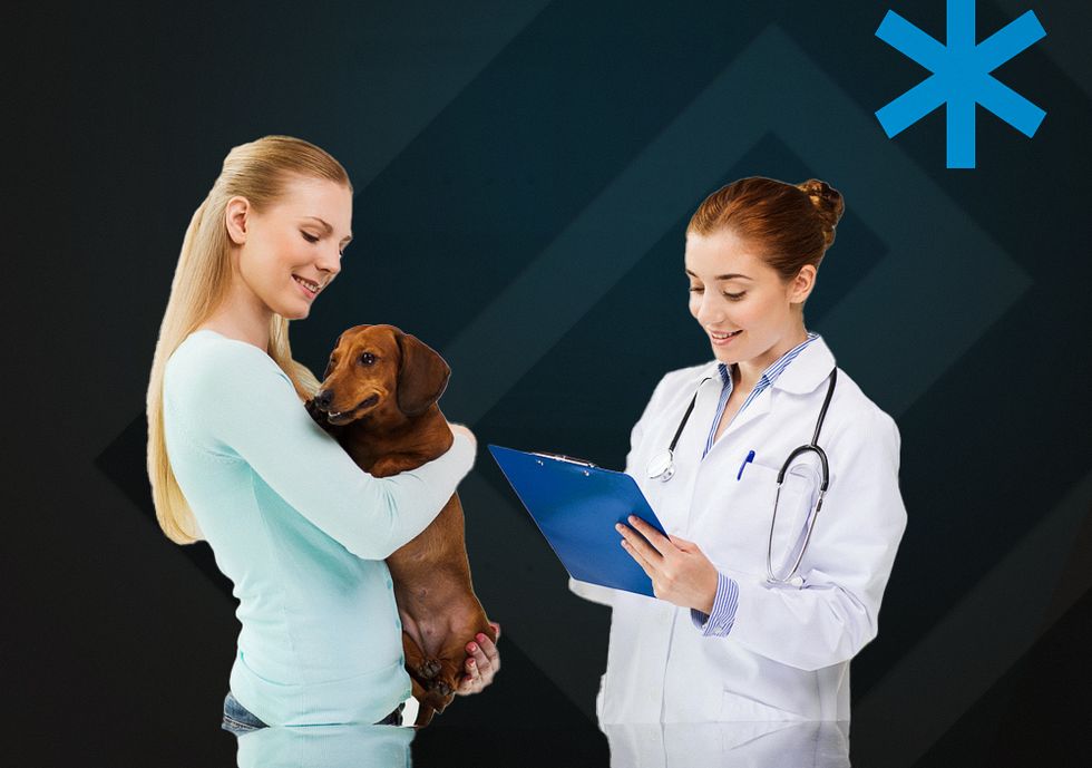 Vet apps used for in-person and virtual visits - pet care app development